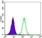 STK11 Antibody