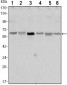 STK11 Antibody