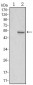 SUZ12 Antibody