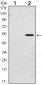 SUZ12 Antibody