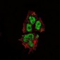 SOX2 Antibody