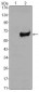 SOX2 Antibody