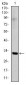 SNAI1 Antibody