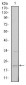 SNAI1 Antibody