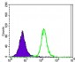 ATXN1 Antibody