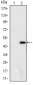 ATXN1 Antibody