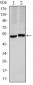 CA9 Antibody