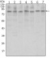 CTCF Antibody