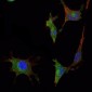 SMAD5 Antibody