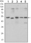 SMAD5 Antibody