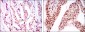 PSIP1 Antibody