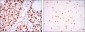 PSIP1 Antibody