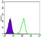 CARM1 Antibody