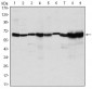 CARM1 Antibody