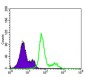 PDK1 Antibody