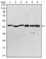 PDK1 Antibody