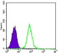 GYS1 Antibody