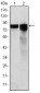 GYS1 Antibody