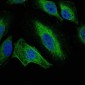 AURKA Antibody