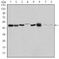 AURKA Antibody