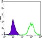 ACTA2 Antibody