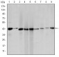 ACTA2 Antibody