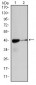 ACTA2 Antibody