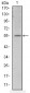 ATF2 Antibody