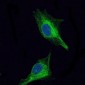 OLIG2 Antibody