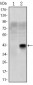 OLIG2 Antibody