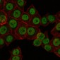 CRTC3 Antibody