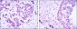 CRTC3 Antibody