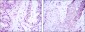 CRTC3 Antibody