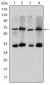 CRTC3 Antibody
