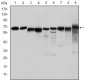 PRKAA1 Antibody