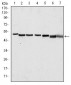 p63α Antibody