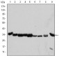 CDK1 Antibody