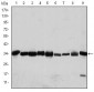 CDK1 Antibody