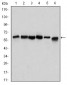 BECN1 Antibody