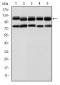 BMPR2 Antibody