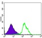 CD1A Antibody