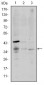 CD1A Antibody