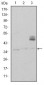 CD1A Antibody