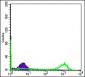 EIF4E Antibody