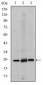 EIF4E Antibody