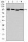 EEF2 Antibody