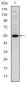 LHX2 Antibody