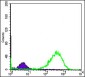 HSP60 Antibody