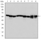 HSP60 Antibody