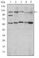 HIF1A Antibody